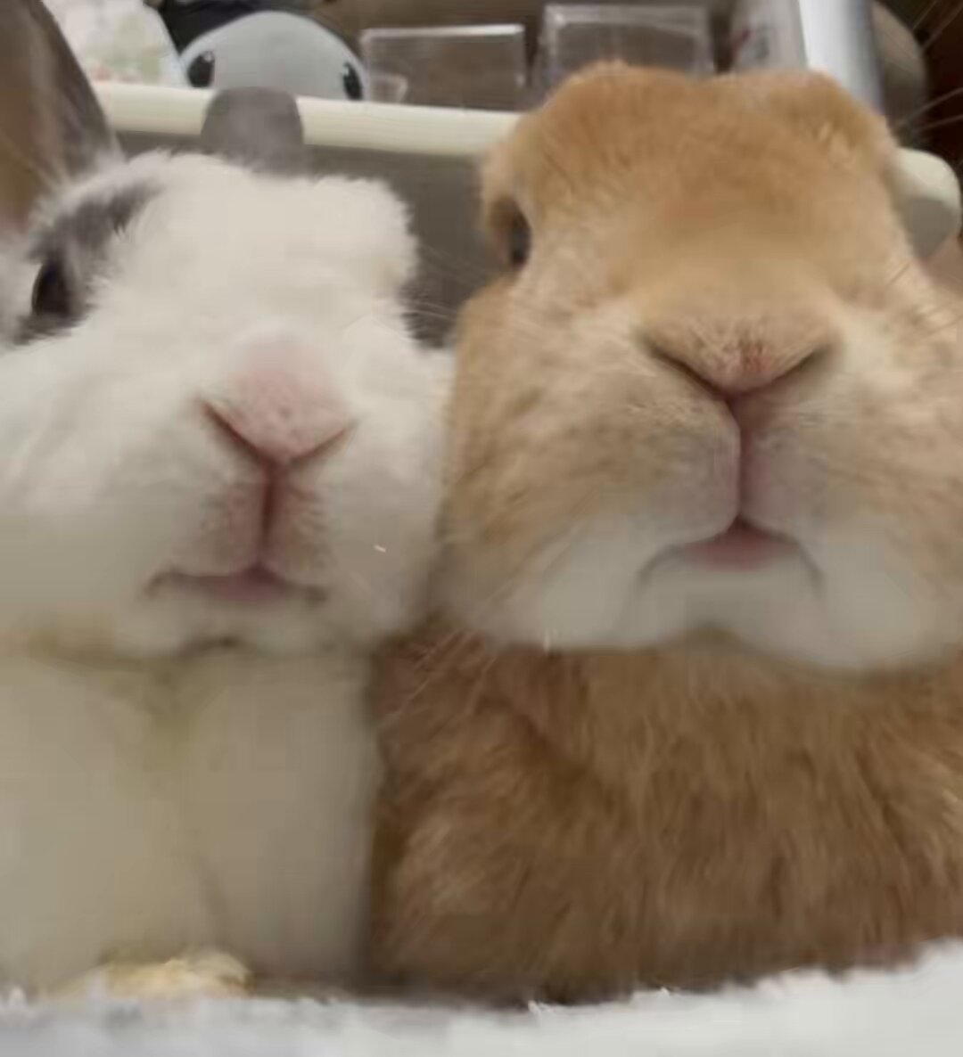 うさちゃんのお口が好きな方へ