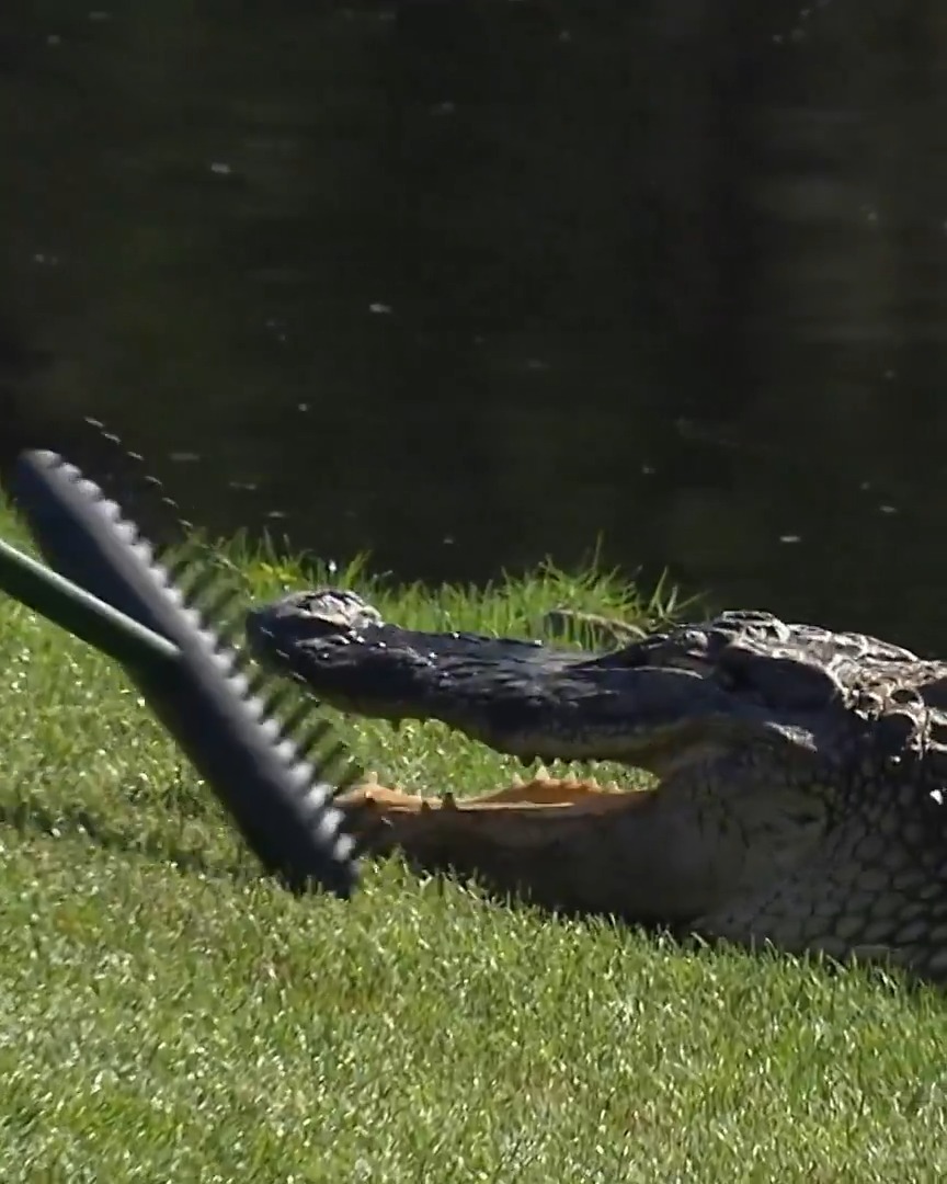 Brian Gay's caddie earning his paycheck 😳 This gator wanted a front row seat to watch the UF alum RBC Heritage in 2012. #TOURVault