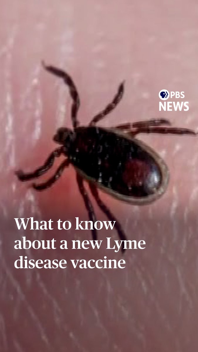 A new Lyme disease vaccine is seeking FDA approval. Pfizer and Valneva, a French specialty vaccine company, say a Lyme disease vaccine they are developing has reduced infections by around 70% in clinical trials compared to placebo shots. The new vaccine differs from most other vaccines, said Katelyn Jetelina, an epidemiologist and scientific communicator. “It actually works inside the tick. This vaccine trains our body to make antibodies and when a tick bites us, it drinks our blood, it drinks those antibodies and those antibodies then neutralize the bacteria in the tick's gut, stopping it from ever reaching or getting to you," she said. The big question now: Whether the FDA has enough confidence in the shot to approve it for the general public, Jetelina said. "Regulators like the FDA require a certain level of confidence before approving a vaccine," she said, and the trial just barely cleared the bar on a secondary measure. As a result, more study may be needed. More than 475,000 people are treated for Lyme disease each year, according to the Centers for Disease Control and Prevention. The disease generally causes mild flu-like symptoms, but up to 10 percent of cases can also come with neurological and cardiac issues. The latest development from Pfizer and Valneva would mark the first Lyme disease vaccine available for humans since LYMErix was pulled off the market in 2002.