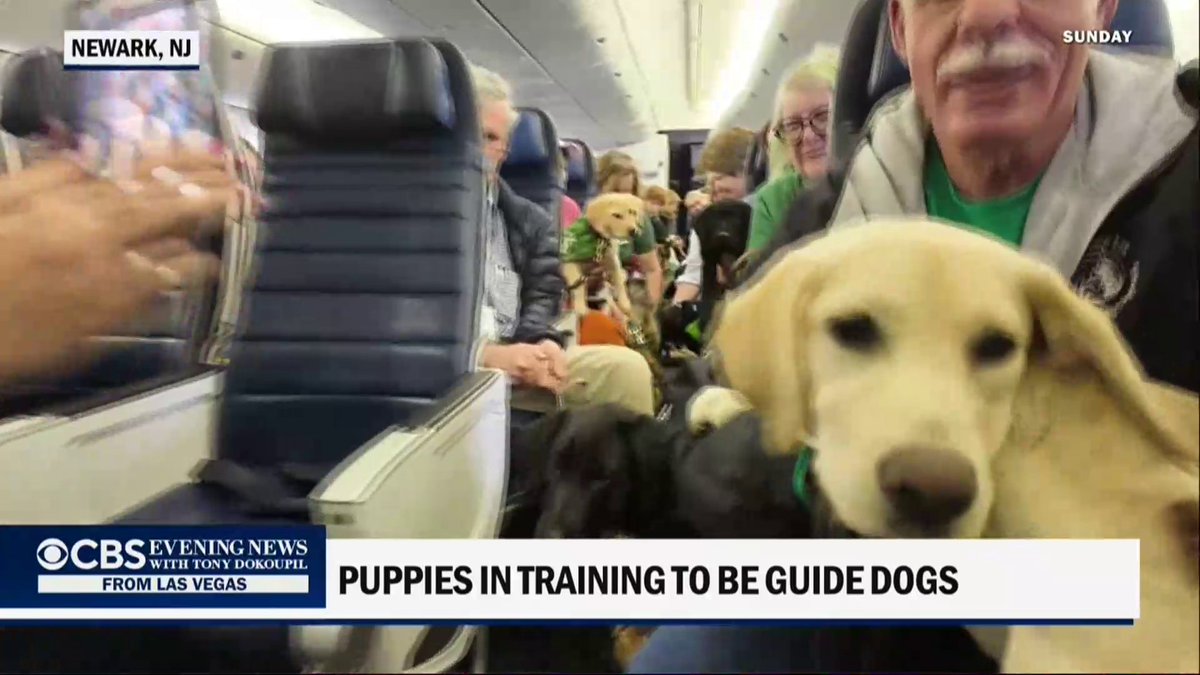 At Newark Liberty Airport, United Airlines welcomed about 100 puppies training to become guide dogs, helping them practice boarding, sitting, waiting and navigating a busy terminal.