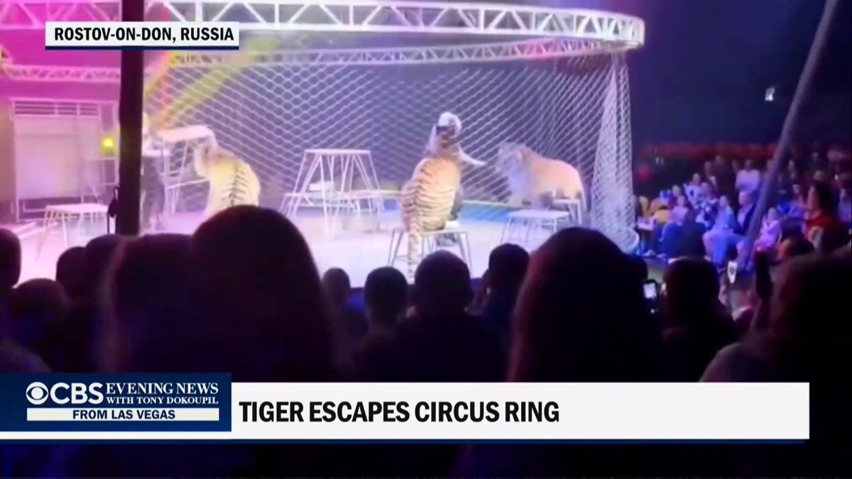 A Russian circus performance took a frightening turn when part of the ring collapsed, sending a tiger into the crowd.