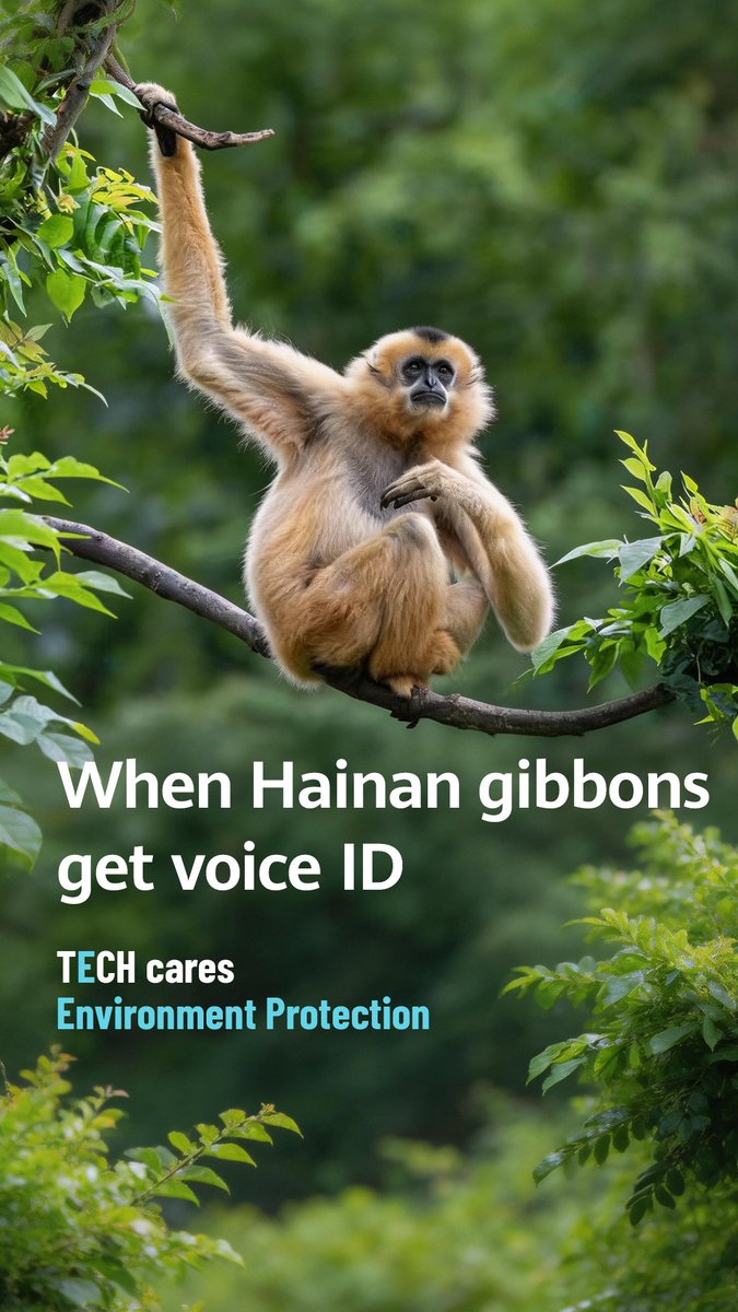 Hainan gibbons roamed freely in the 1950s and '60s, but by the 1980s, their numbers had dwindled. Now, bioacoustics technology listens to their calls to understand behavior, track movements, and protect their habitat without causing disturbance.