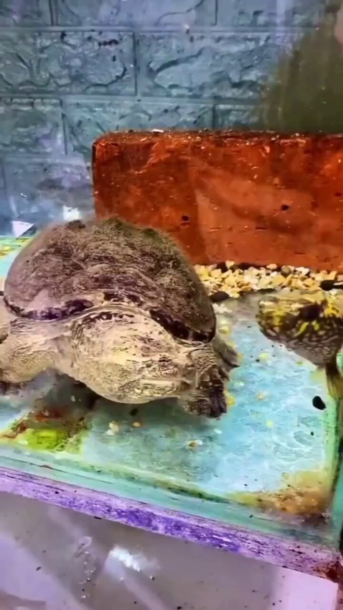 A puffer fish's defense mechanism at work