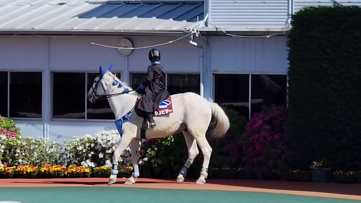 誘導帰りのジュピター 馬房へ戻る時､真正面から入るのはｲﾔｲﾔだったけど､上手に後ろ向きで入り帰っていました🐴 ご担当者様曰く､前の馬房と場所が違うので戸惑っているそう 早く慣れます様に🙏🏻 #ジュピター #誘導馬