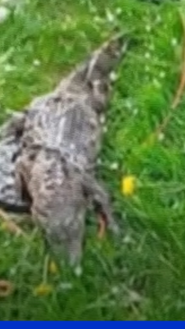 💬 "Je m'attendais à tout mais jamais de ma vie à pêcher ça" ➡️ Un pêcheur à l'aimant remonte le cadavre d'un crocodile à Roubaix