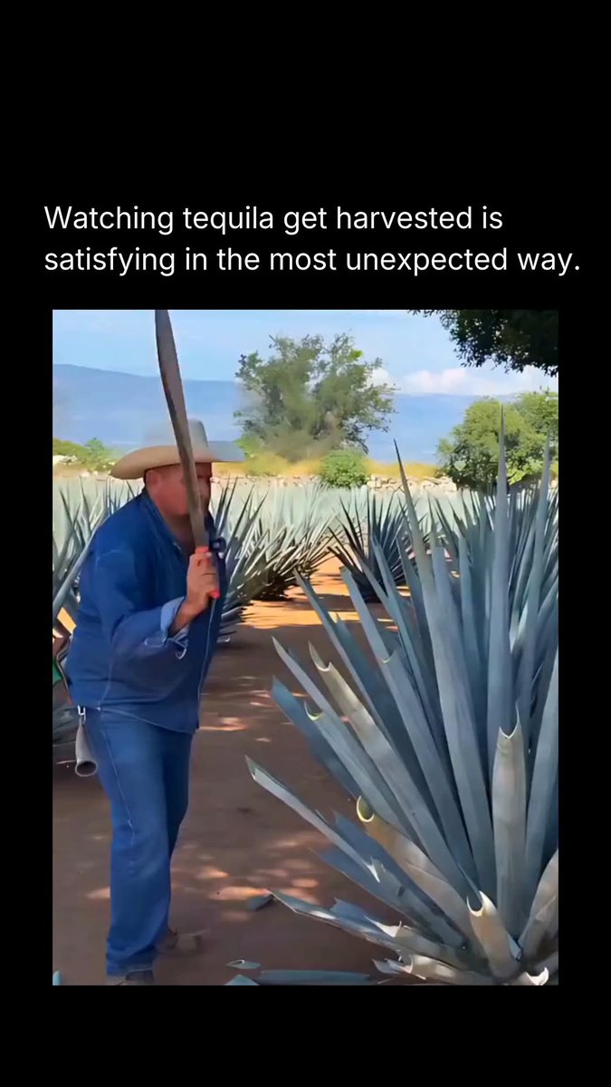 Tequila does not start in a bottle. It starts in a field of blue agave that has been growing slowly for 6 to 10 years under the Mexican sun