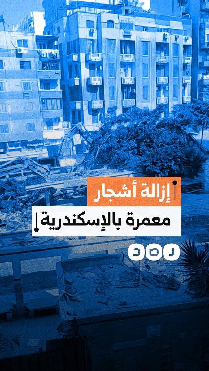 سيدة توثق إزالة الأشجار المعمرة بالإسكندرية وسط حزن وغضب من الأهالي على اختفاء المساحات الخضراء