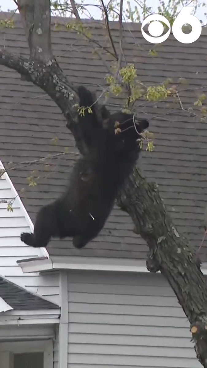 Bear falls out of tree in Albany. More: