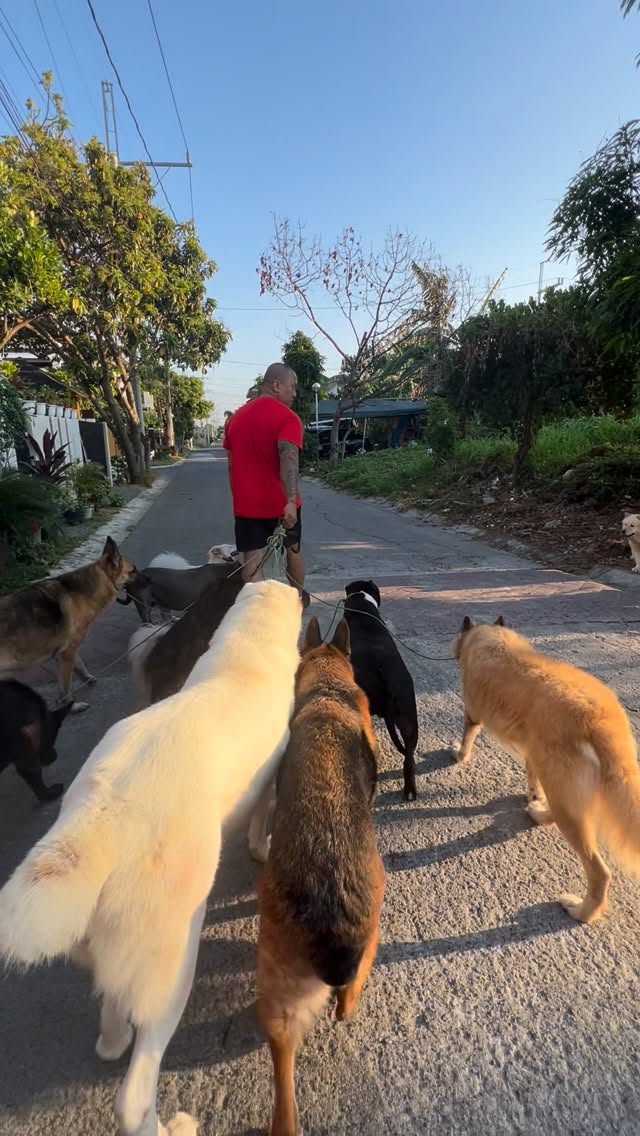Those dogs absolutely knows that he’s the boss