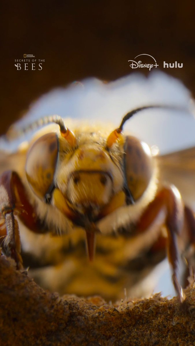 When the desert blooms, the female Dawson's bee emerges from her seclusion into a chaotic mating frenzy. Learn more about the bee version of the birds and the bees in #SecretsOfTheBees, now streaming on Disney+ and Hulu.