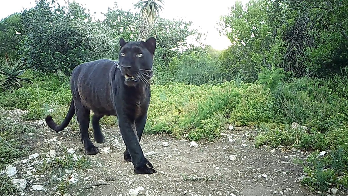We recently shared the extraordinary news that Mowgli, our most elusive resident at Shamwari Big Cat Sanctuary, had been spotted on his viewing platform. While sightings like this are rare, we regularly keep an eye on his wellbeing using camera traps like this one. 🧡