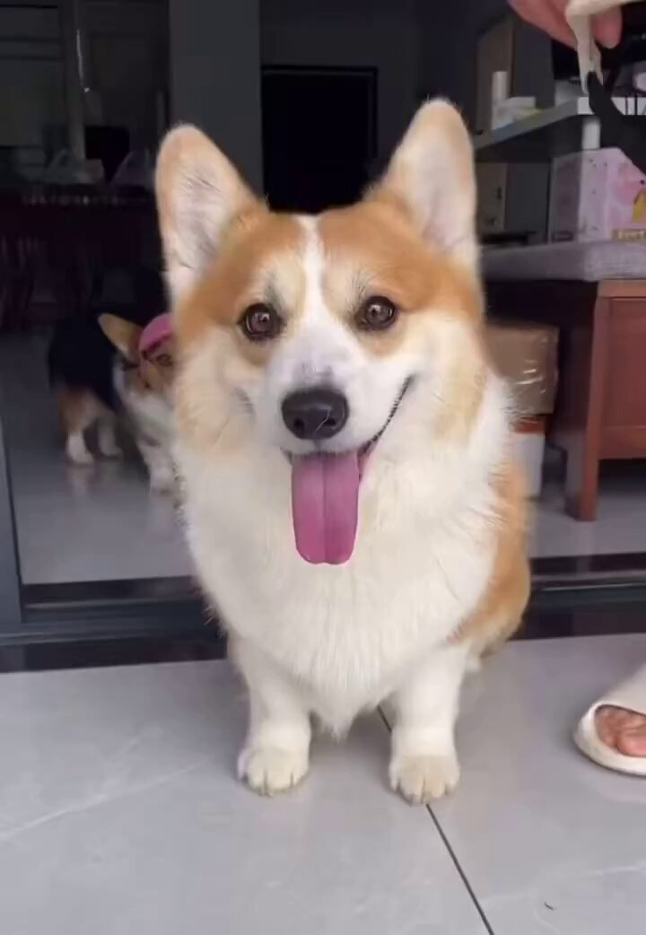 Corgi wearing her hat is stealing hearts 💕