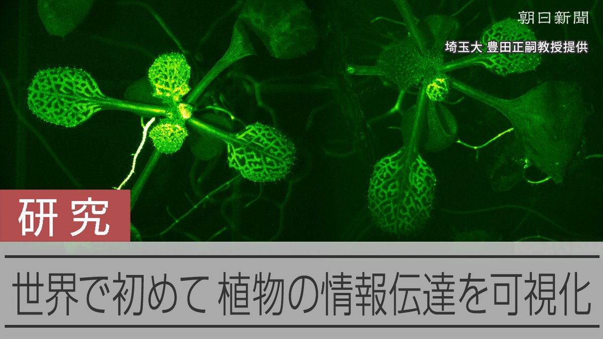 【動画】葉へのダメージが植物全体に届く!? 世界レベルの研究に学生も参加 研究では、ダメージを受けた植物が全体に情報を届ける仕組みを世界で初めて可視化。虫に食べられた時に出すにおいを周囲の植物がキャッチしていることも確かめました。