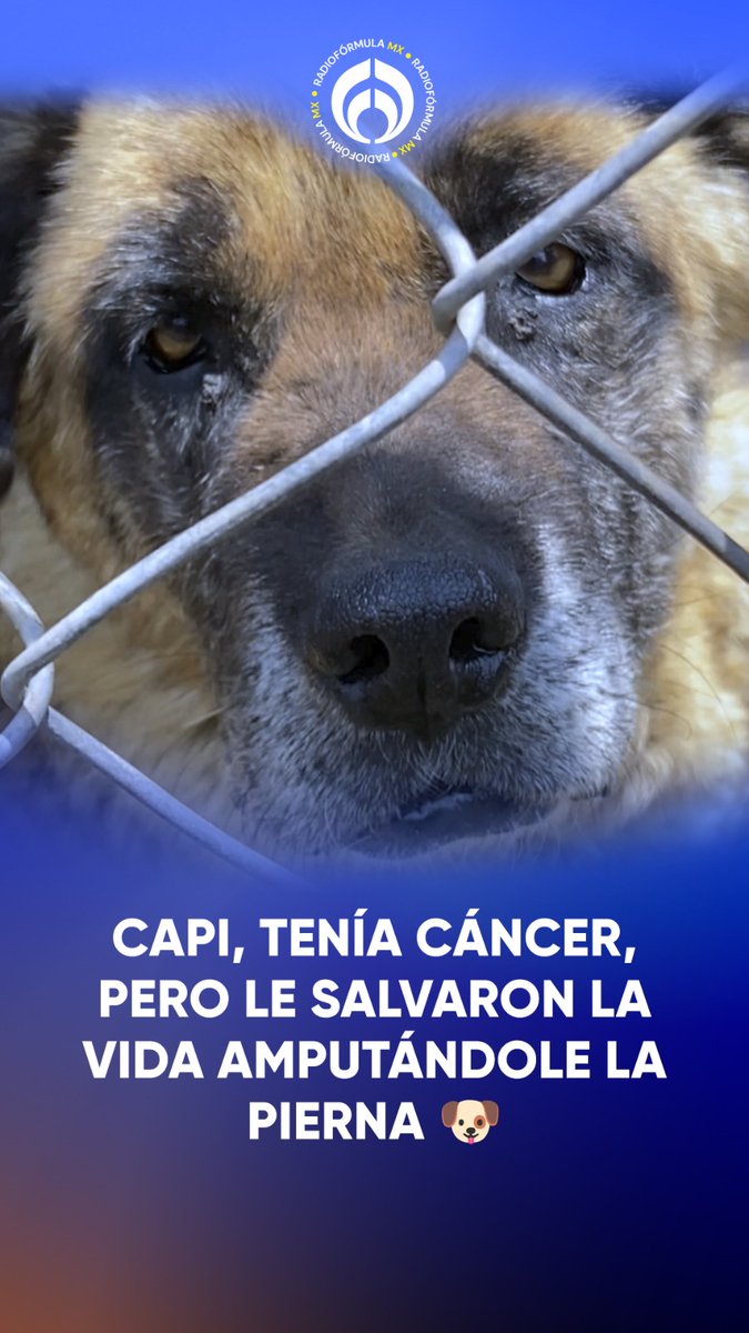 🥺Capi lleva toda su vida buscando casa y se quedó sin pierna debido a un tumor cancerígeno😰; hoy está en Refugio San Gregorio, esperando por una familia que le de mucho amor.❤️