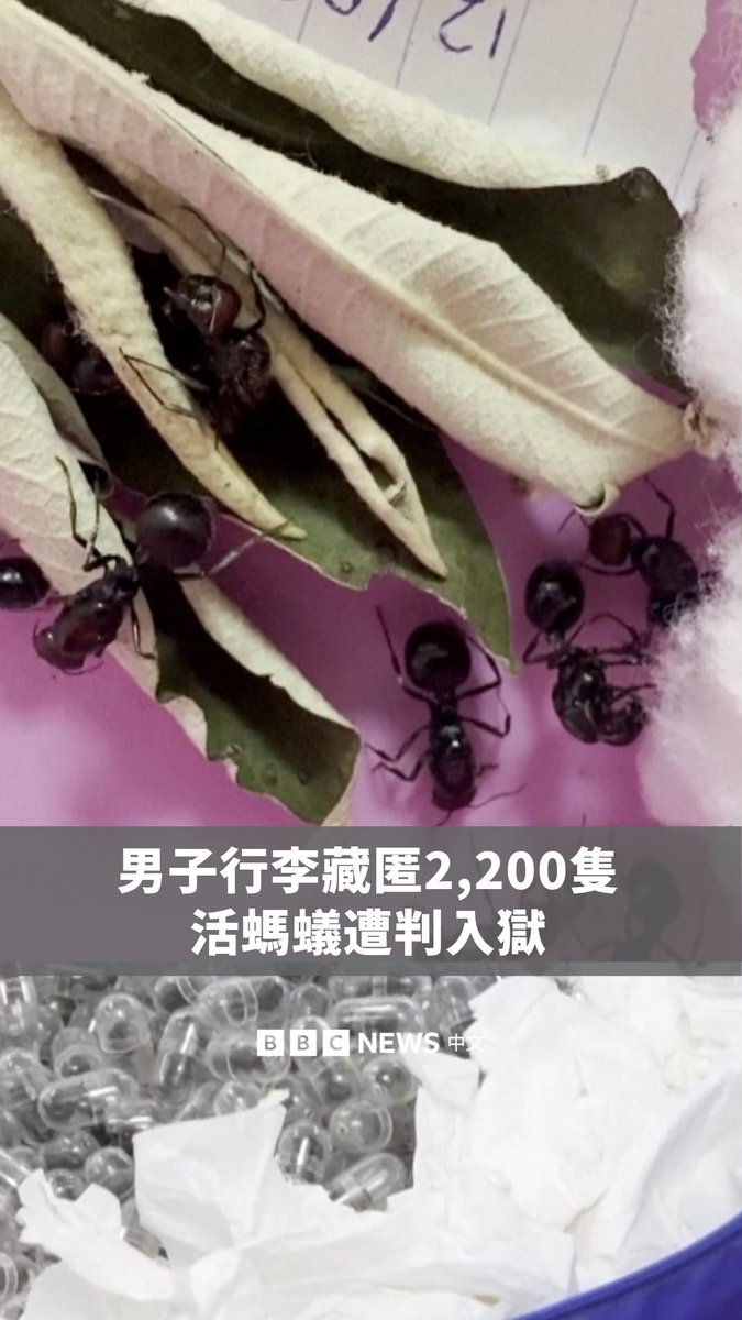 中国籍男子张克群因试图将超过2,000只活蚂蚁从奈洛比走私至中国而遭判刑。奈洛比机场执法人员在其行李中,查获多只花园蚁蚁后。 这类活体蚂蚁在欧洲与亚洲的收藏市场中价格不菲,单只可售约220美元。张克群因非法从事野生动物交易被判刑,法院指出,此类走私行为对生态环境构成严重风险。 肯亚当局表示,随着国际市场需求上升,相关走私案件也出现增加趋势。