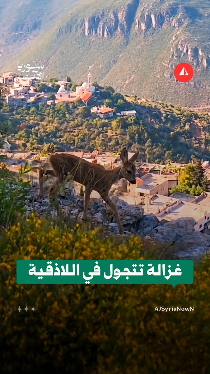 مشاهد تلفت الأنظار.. غزالة تشق طريقها بين الطبيعة في قرية الدالية بريف اللاذقية #متداول