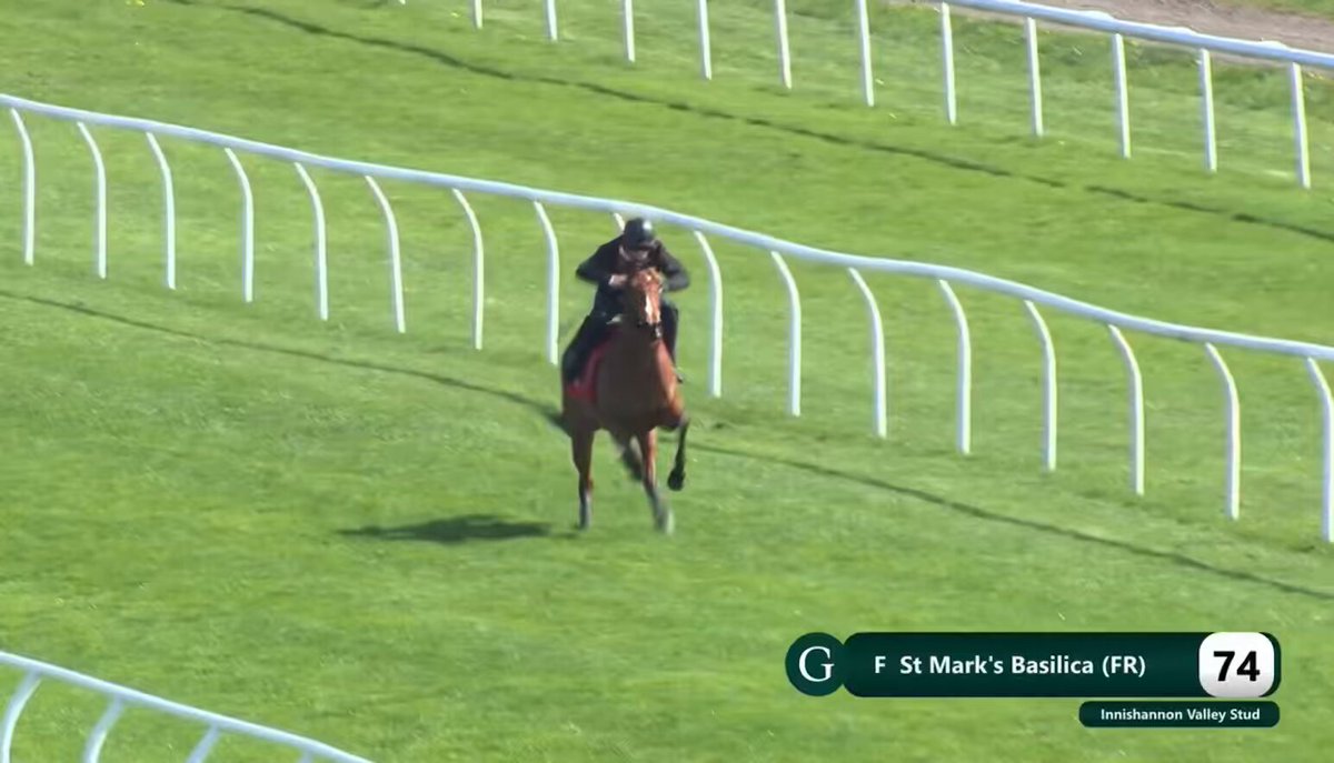 Have a look at the action and stride length (and ears 🤫) on this filly 👸😍 Breeze ✅ Temperament ✅ Pedigree ✅ Scope ✅ Could be another runner for the team Ascot Racecourse 🎩
