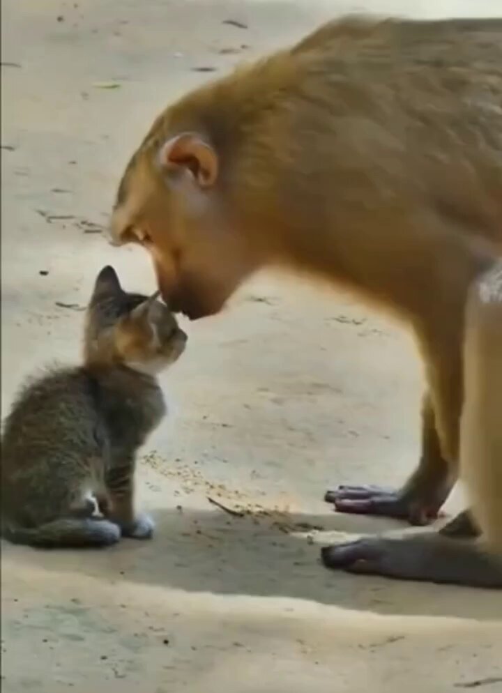 Mama monkey comforts a tiny kitten..🐒🐾🐈🥺❤️