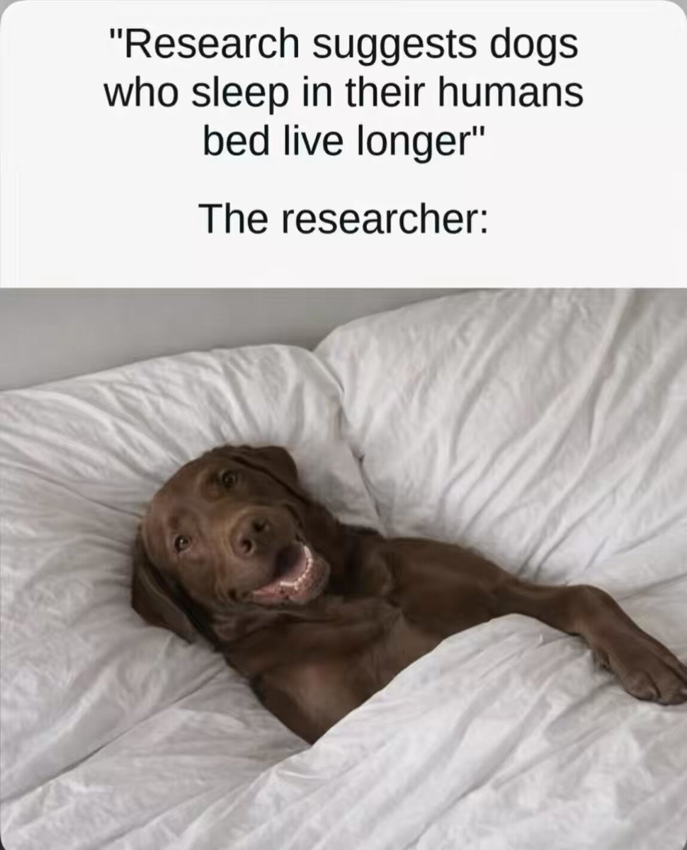 What do you think about this Researcher? 😂🤣