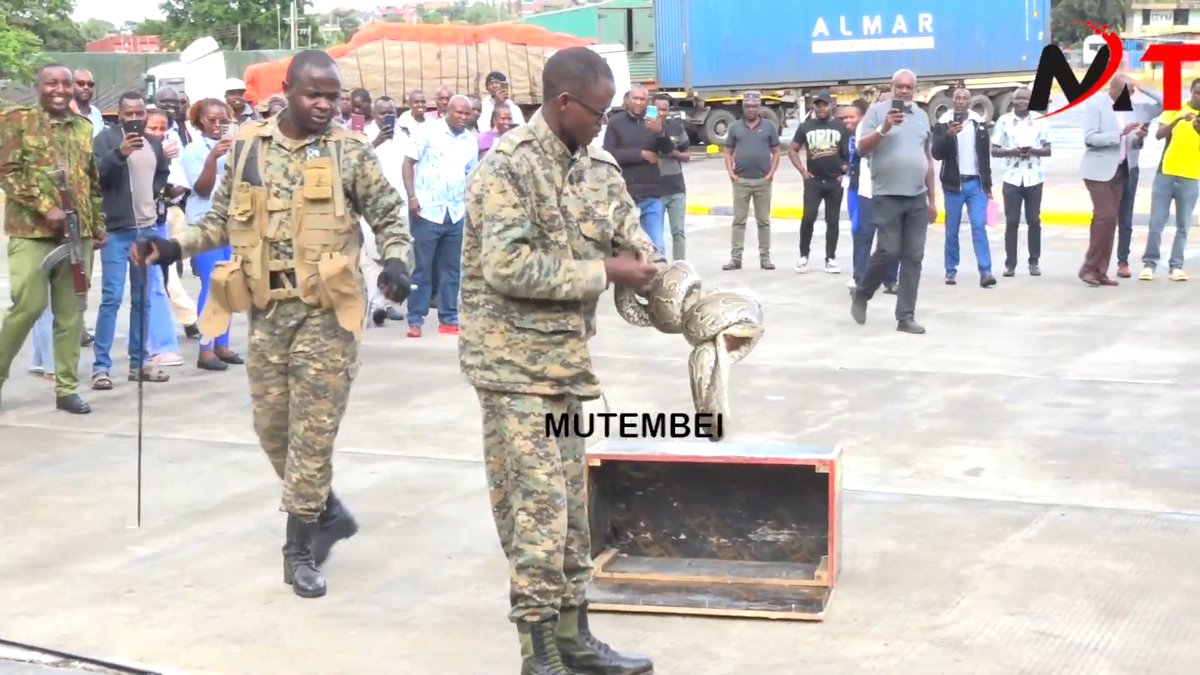 There was drama in Nairobi today as a witch doctor was caught transporting a 100 Metres python snake.