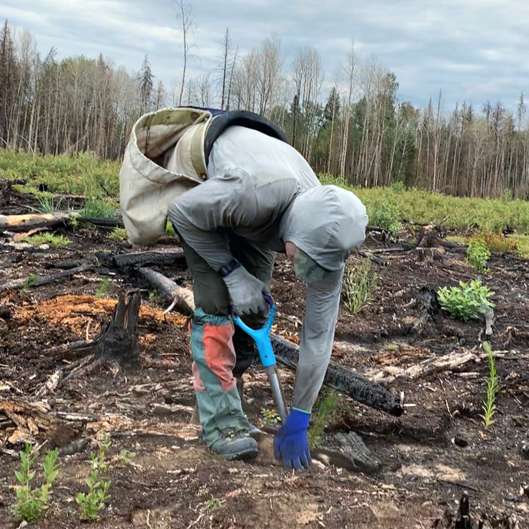 Happy Earth Day 🌎 Most trees planted by an individual in 24 hours 🌲🌳 23,060 by Antoine Moses 🇨🇦