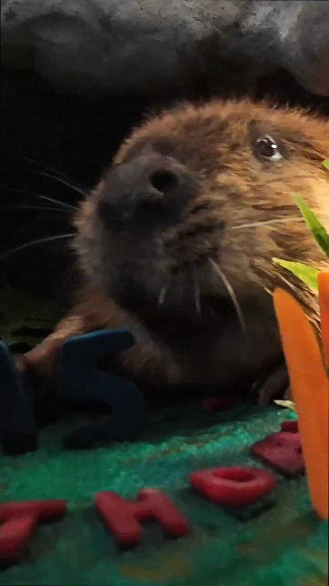Happy beavday Filbert! Our senior branch manager is sweet 15