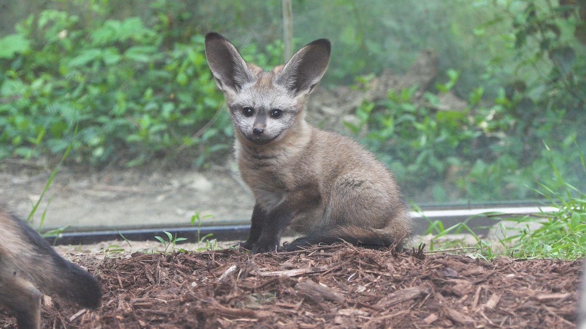 We can’t wait for you to HEAR this news! We are thrilled to share that bat-eared foxes Jane and Chewbacca became parents on March 12 to three new kits, two males and one female. This Wild Beginnings birth announcement is presented by Saint Luke's. Stay tuned to our social media pages for a name announcement!