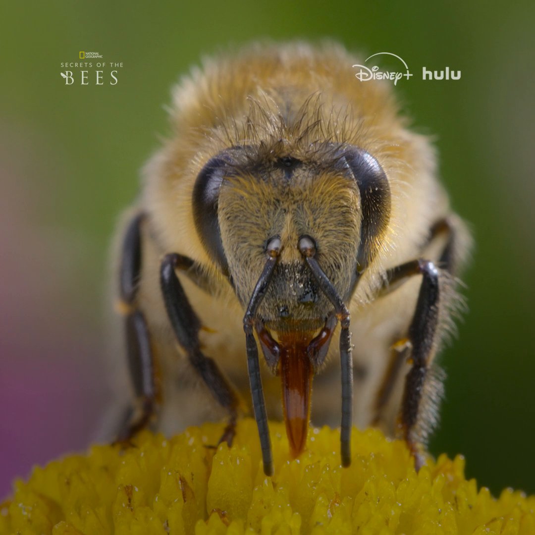 When was the last time you thanked a bee? Bees look out for us by pollinating our crops, so we have to look out for the bees in return. Happy Earth Day! Learn more about why we should bee grateful for bees by watching #SecretsOfTheBees, streaming now on Disney+ and Hulu.