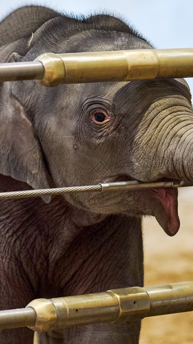 Asian elephant calf Linh Mai made her public debut Wednesday at the Smithsonian’s National Zoo and Conservation Biology Institute in Washington, D.C. She is the first elephant calf born at the zoo in 25 years.