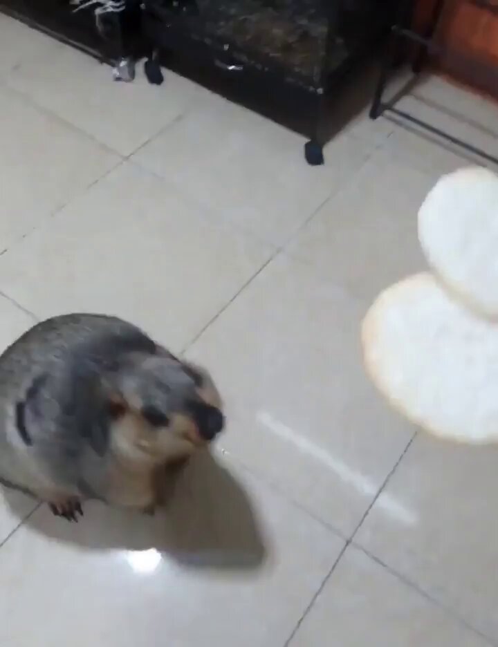 A Marmot eating a rice cake