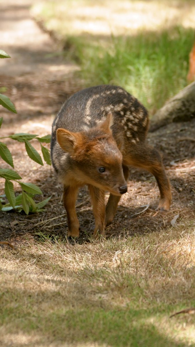 A perfect pudu 🦌