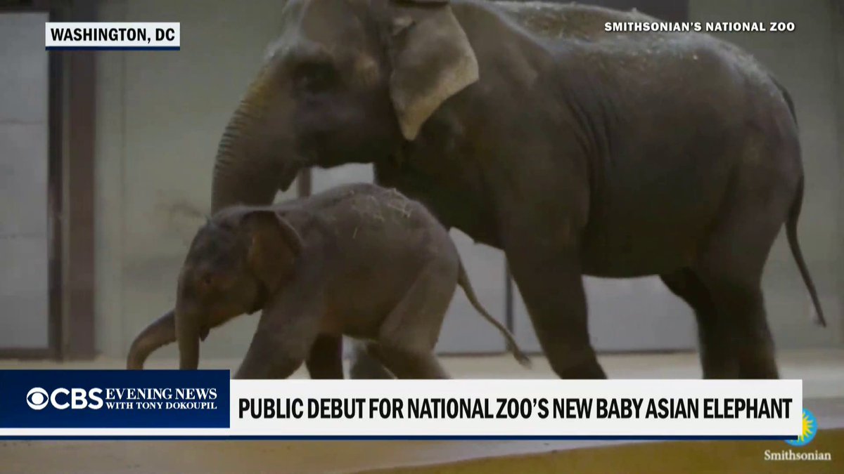 Visitors to the National Zoo got the public's first look at Linh Mai, the first baby Asian elephant born at the zoo in 25 years. She already weighs about 500 pounds and is sassy, according to zookeepers.