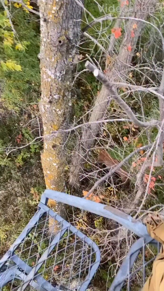 This video was taken by a bowhunter in Iowa a couple years back! What’s your thoughts on this - good or bad thing to see in Iowa? 🤔