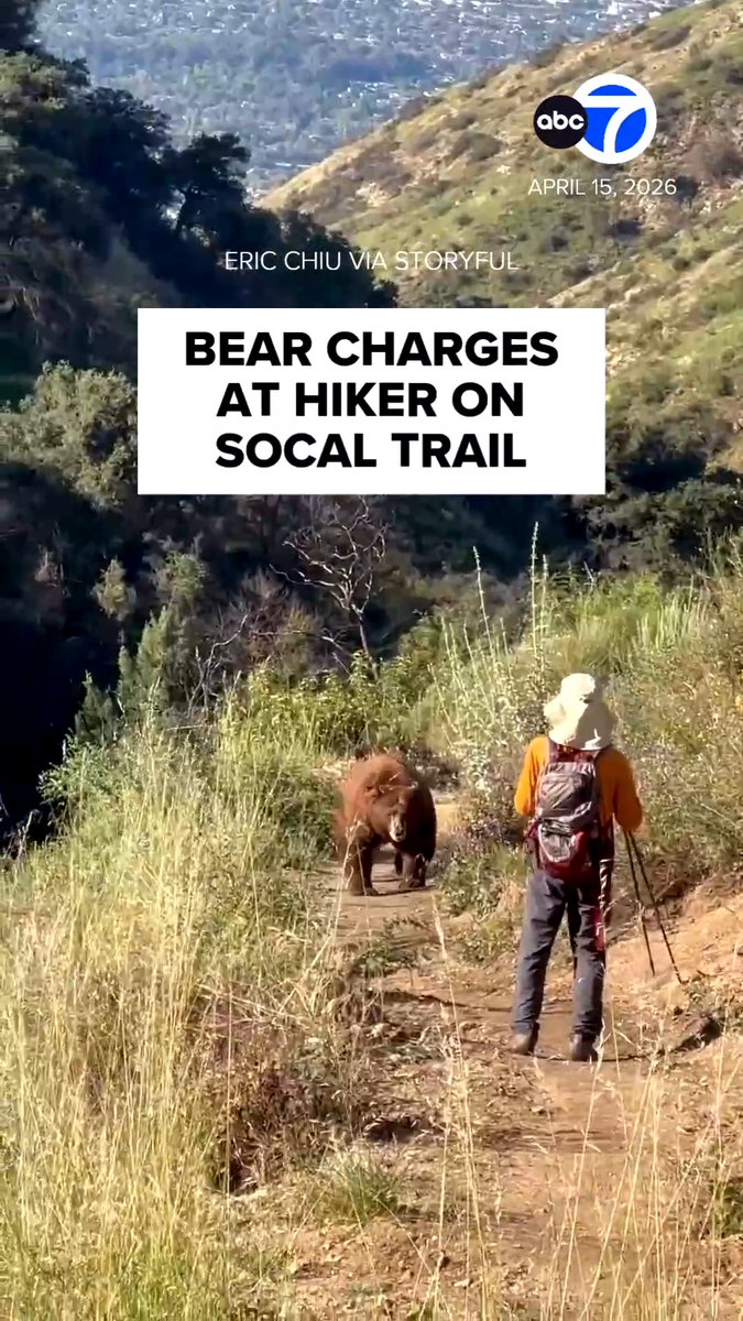 Terrifying footage captured the moment a hiker came face-to-face with and was charged by a brown bear on a hiking trail in Sierra Madre. Eric Chiu said he was walking the Mount Wilson Trail when he encountered a bear and tried to warn a nearby hiker about the bear, who then tried to scare the bear away. Chiu and the other hiker were not injured.