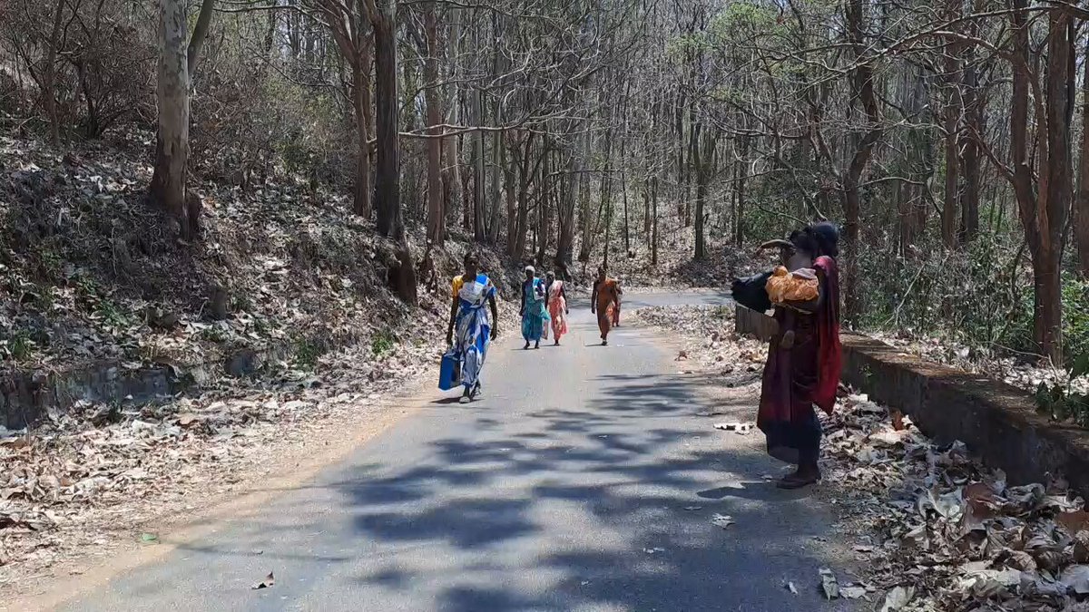 ANNAMALAI TIGER RESERVE : Tribal women walk through the forest to reach their polling station in Valparai AC... ..Amazing how people in remotest of the region showup and treat voting as responsibility.