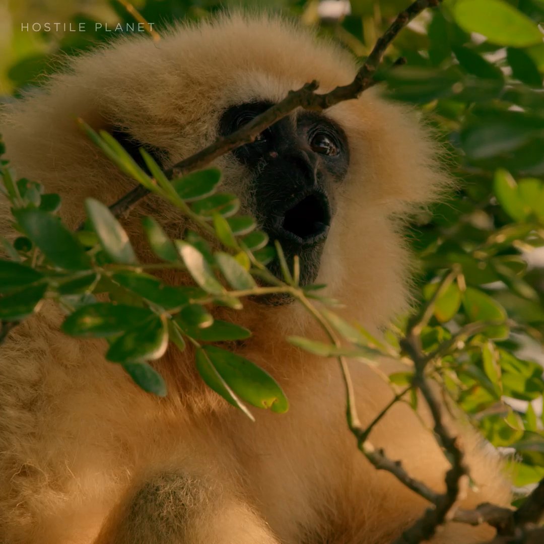 Lar gibbons are some of the fastest primates on Earth, swinging through the treetops at 35 miles per hour—even while carrying their young. 🌿 Protecting Southeast Asia’s jungles from deforestation ensures these families can continue swinging through the treetops. #StepIntoWonder