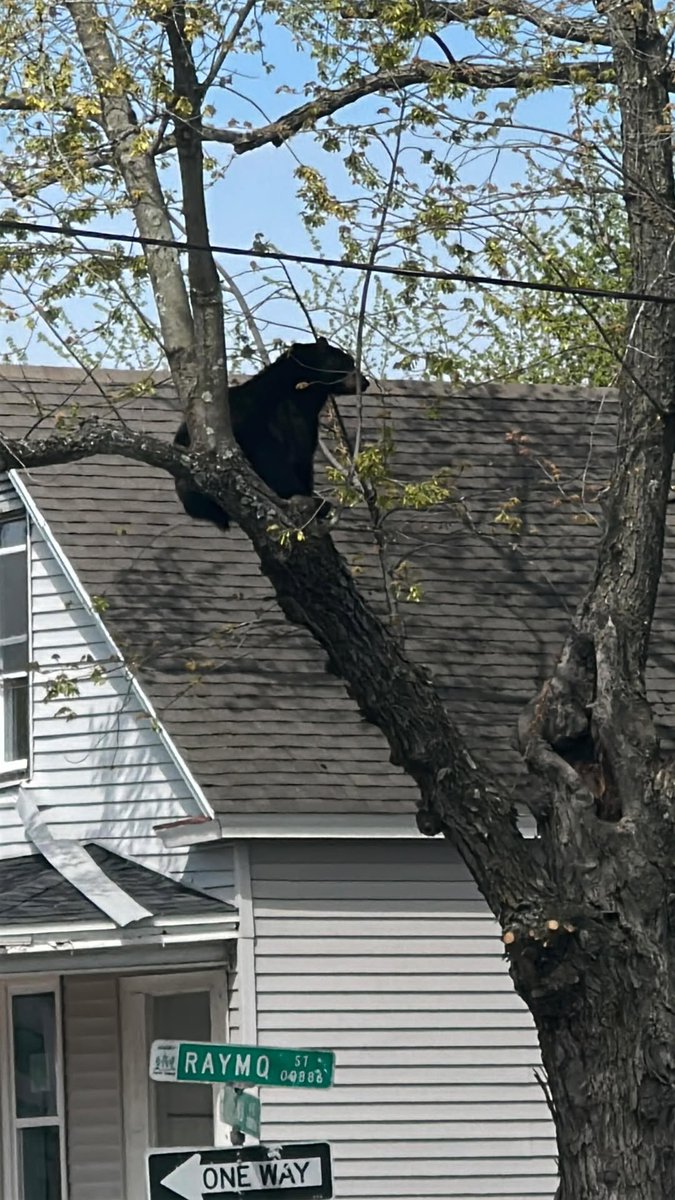 This is what happens when you deforest so much for residential areas and the bear can’t find food