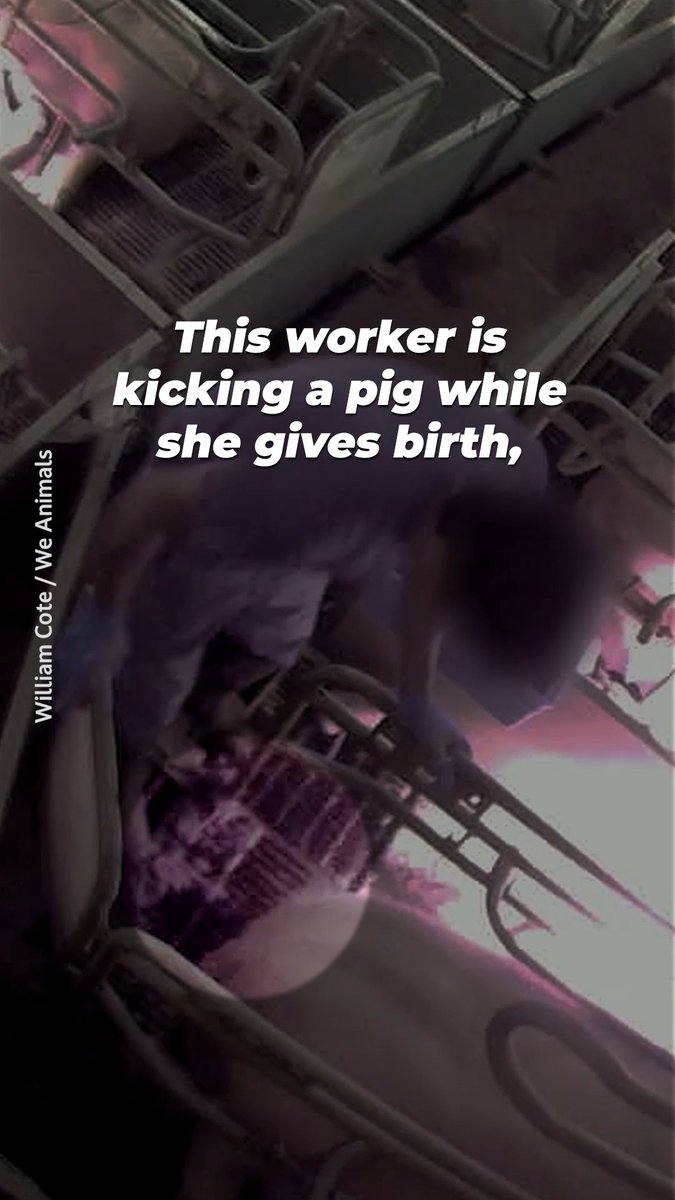 Watch how this mother is being kicked while giving birth to her babies ๐ If this disturbs you, be the reason less pigs are in this horrific situation โ leave them off your plate.
