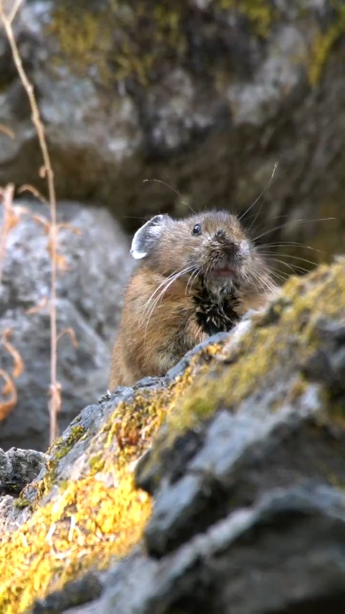 Eep! Calling all pika watchers!