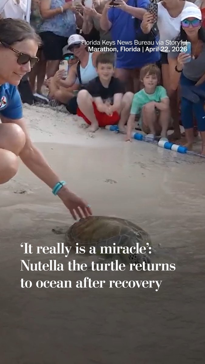 A sea turtle named Nutella was released on the beach of Marathon, Florida after a "long shot" recovery that involved tumor removal and laser therapy, after being found entangled in a fishing line.