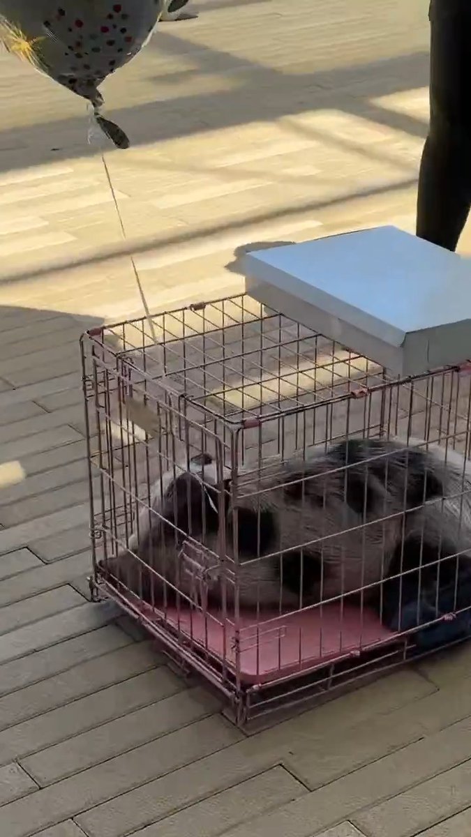 To celebrate reaching a million followers, my mentally ill friends had an actual boar delivered to the office today.