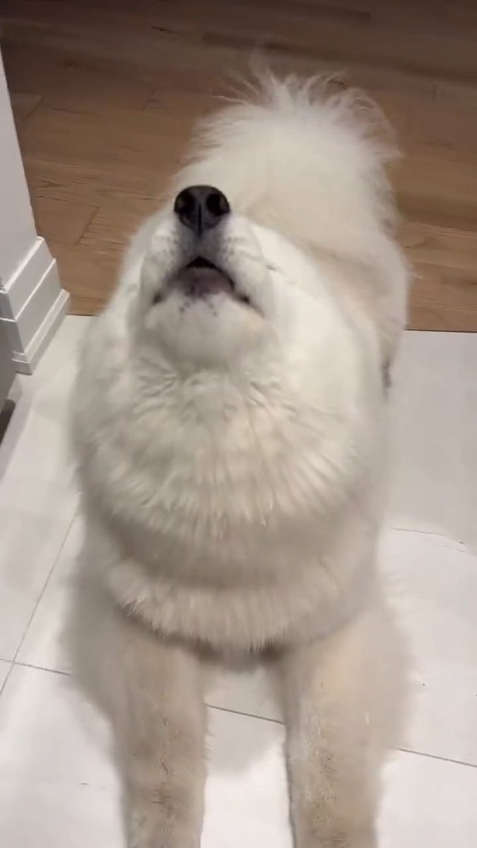 cute baby dog 🐶❤️