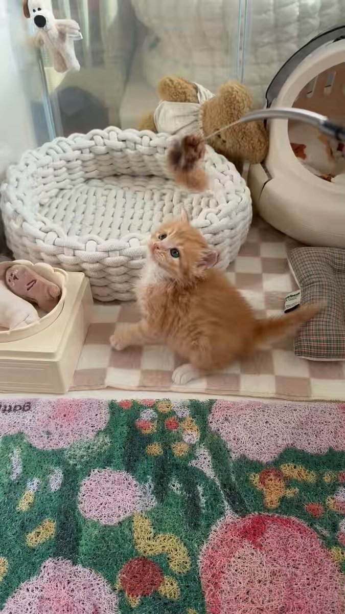 이제 장난감 반응도 할줄알아요ㄷㄷ