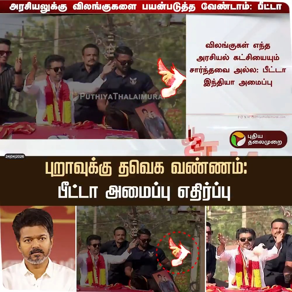 புறாவுக்கு தவெக வண்ணம் பூசப்பட்டதற்கு பீட்டா இந்தியா அமைப்பு எதிர்ப்பு #Vijay | #TVK | #TVKVijay | #PETAIndia | #Election2026