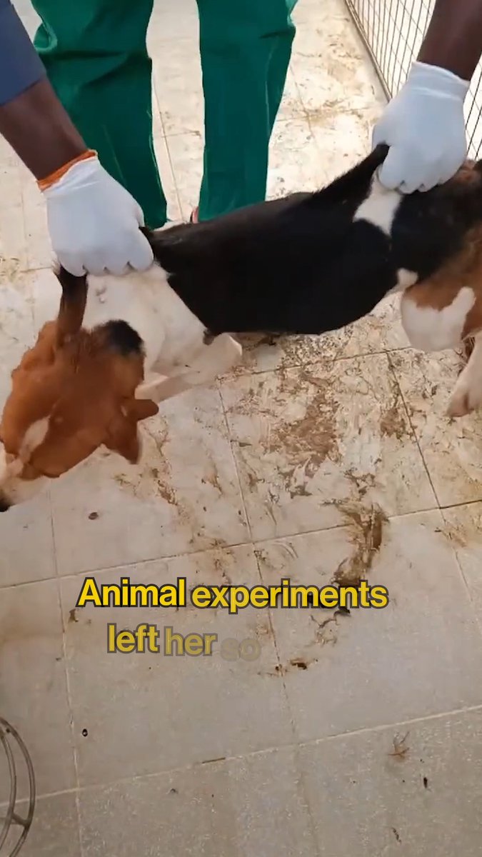 How could anyone treat a dog like this? This is just a glimpse of her suffering 💔 No dog belongs in a lab. #WW4AIL