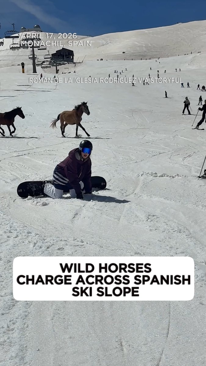 A herd of wild horses galloped through Sierra Nevada Ski Resort, weaving past skiers and snowboarders as they ran beneath two adjacent chairlifts.