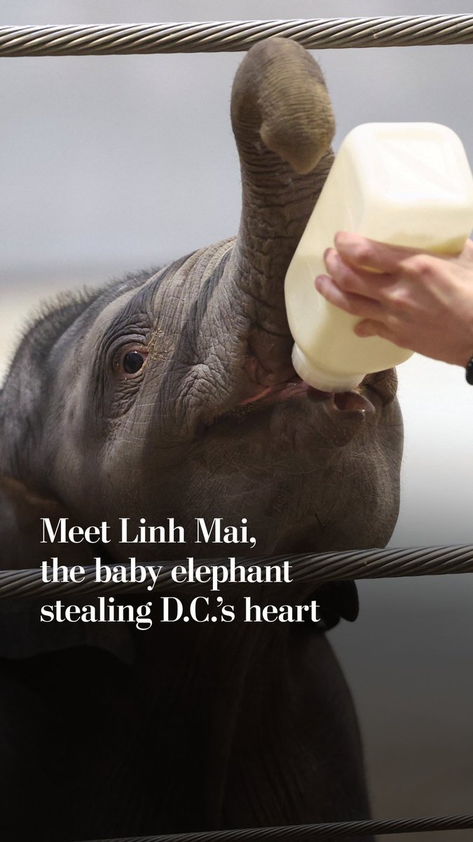 There’s a new superstar at the National Zoo: Linh Mai, an Asian elephant calf that was born Feb. 2. Want to meet the queen, icon, legend herself? Here's what to know: