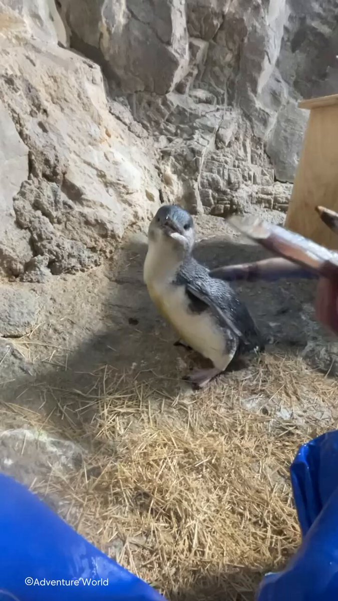 4月25日は「世界ペンギンの日」🐧 体長わずか30〜45cm。「ペンギンの赤ちゃんだ！」と驚かれることも多いですが、これでも立派な大人、世界最小のフェアリーペンギンです。 クールな目元と神秘的なブルーの羽がチャームポイント。実はこの「青」、羽自体に色があるのではなく、超微細な繊維が光を散乱させることで青く見える仕組み✨ そんなパークのフェアリーペンギンたちは、現在恋の季節真っ只中！少し見えにくい場所にいることもありますが、時折せっせと巣作りに励む健気な姿が見られるかもしれません。そっと見守ってあげてください♩ #ペンギン沼へようこそ #アドベンチャーワールド