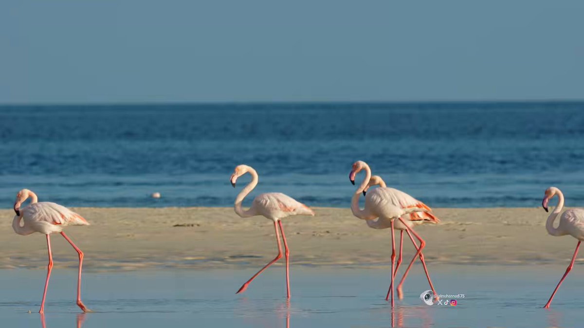 صباح الخير من بحر الذخيرة حيث الطبيعة الجميلة 🇶🇦