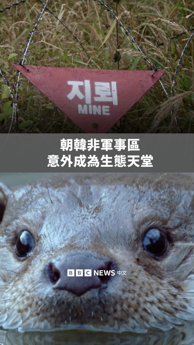 位于朝鲜与韩国之间布满地雷的非军事区，在与人类活动隔绝73年后，意外地成为一处生态天堂。